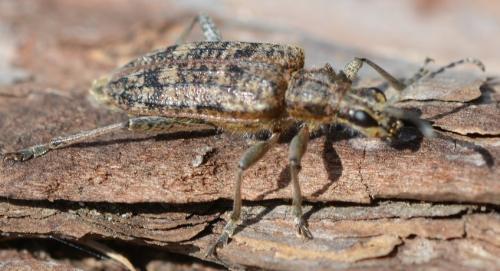 Réf. 322 958 : Rhagium inquisitor